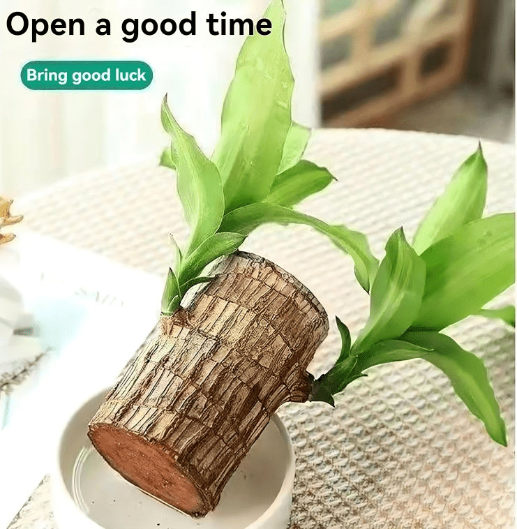 Brazilian wood plant - Dreamzhub
