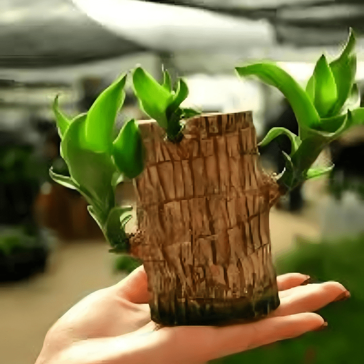 Brazilian wood plant - Dreamzhub