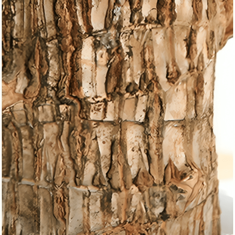 Brazilian wood plant - Dreamzhub