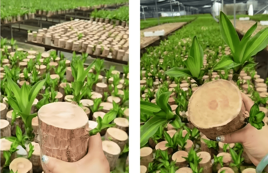 Brazilian wood plant - Dreamzhub