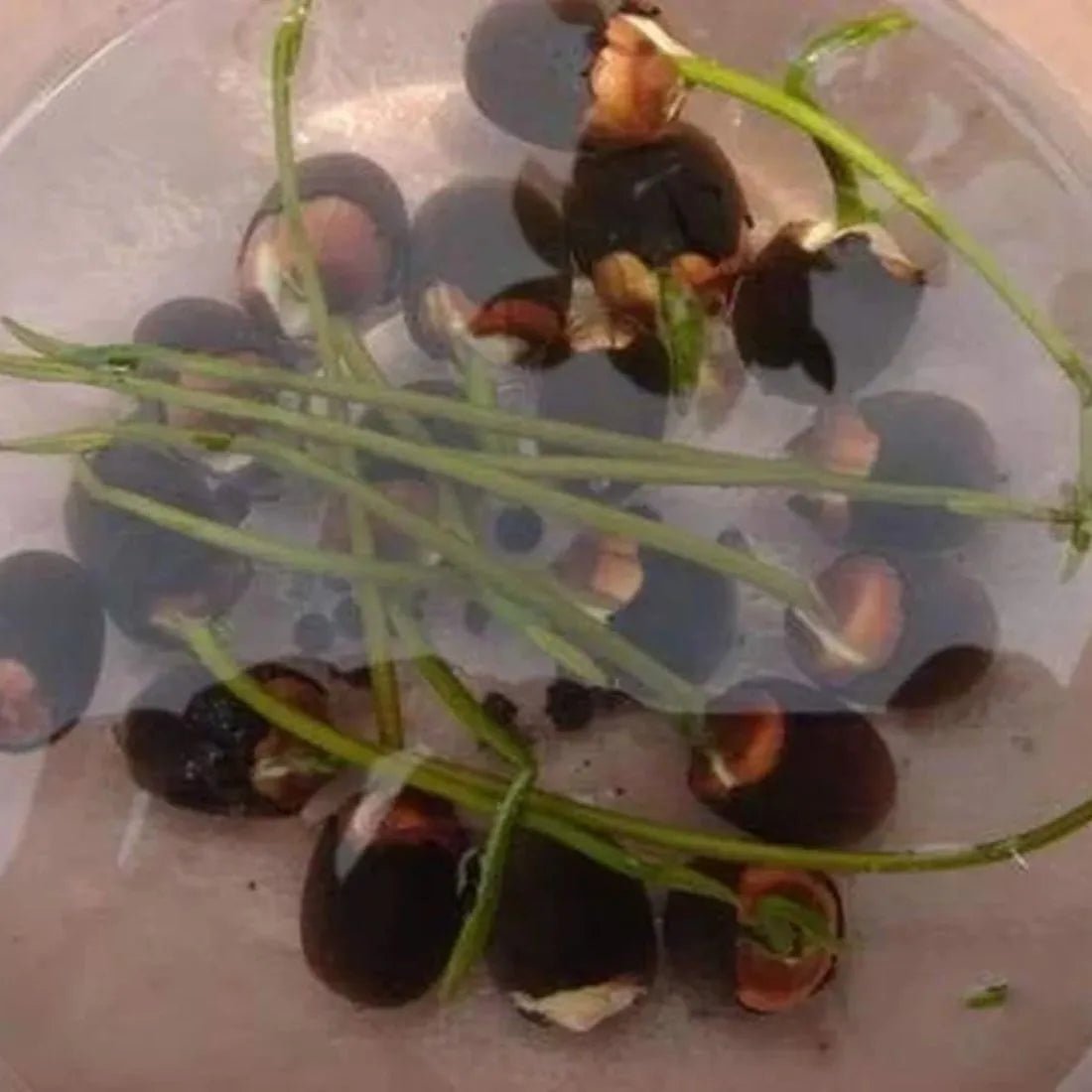 Easy - to - Grow Hybrid Lotus Seeds for Stunning Water Gardens - Dreamzhub