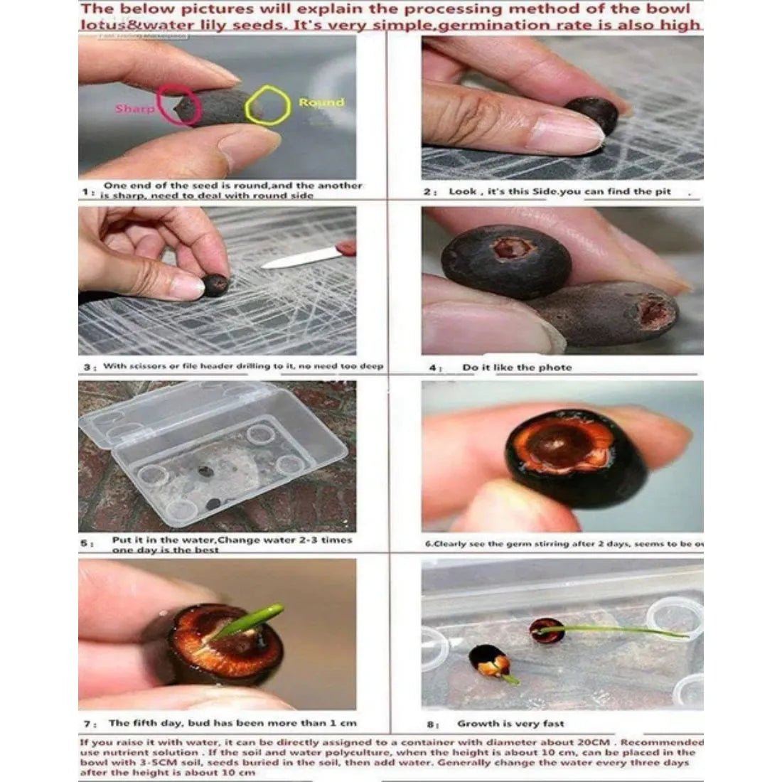 Easy - to - Grow Hybrid Lotus Seeds for Stunning Water Gardens - Dreamzhub