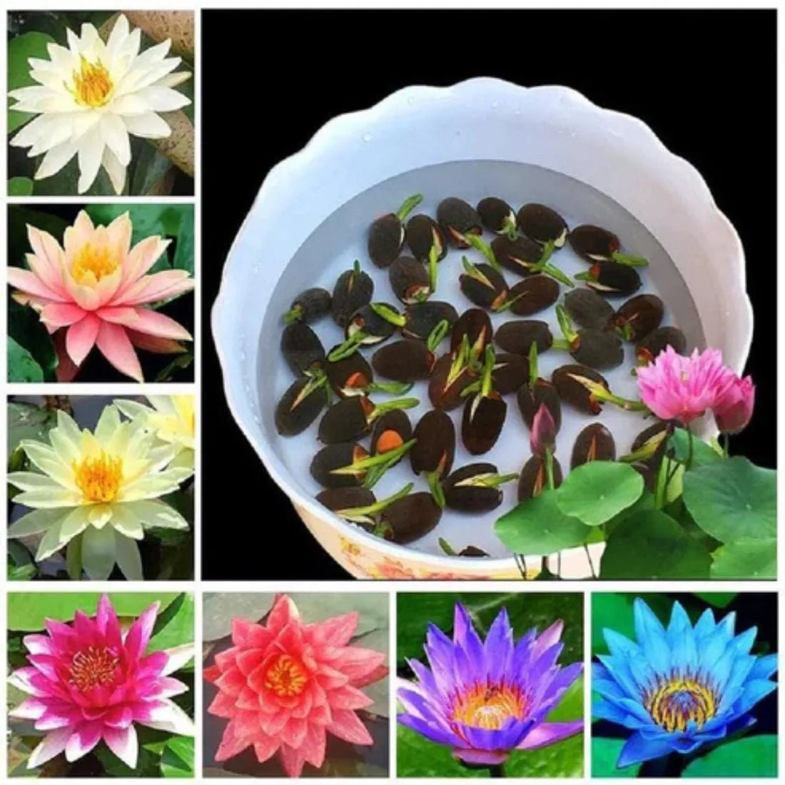 Easy - to - Grow Hybrid Lotus Seeds for Stunning Water Gardens - Dreamzhub