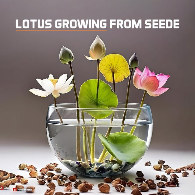 Easy - to - Grow Hybrid Lotus Seeds for Stunning Water Gardens - Dreamzhub
