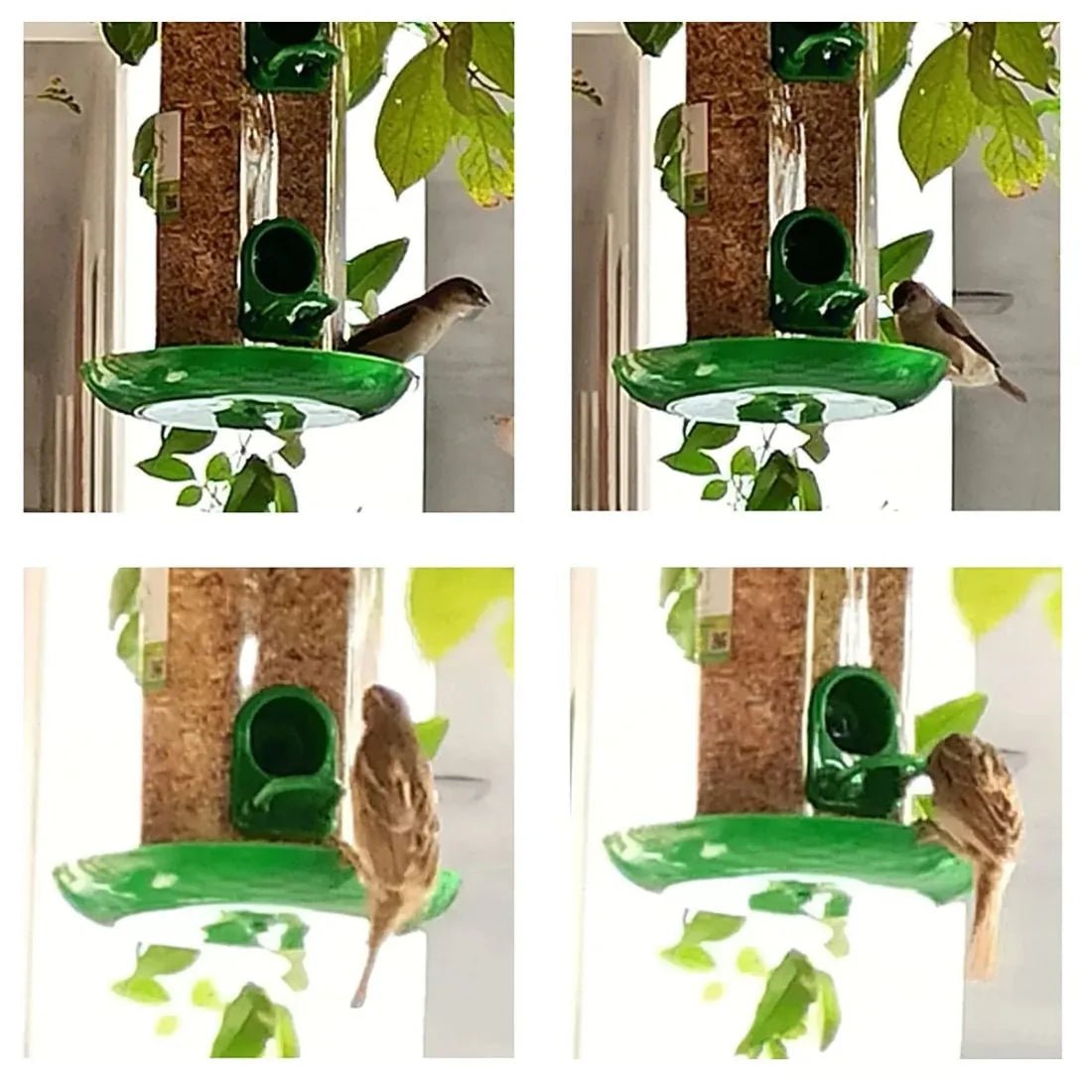 The Better Bird feeder - Dreamzhub