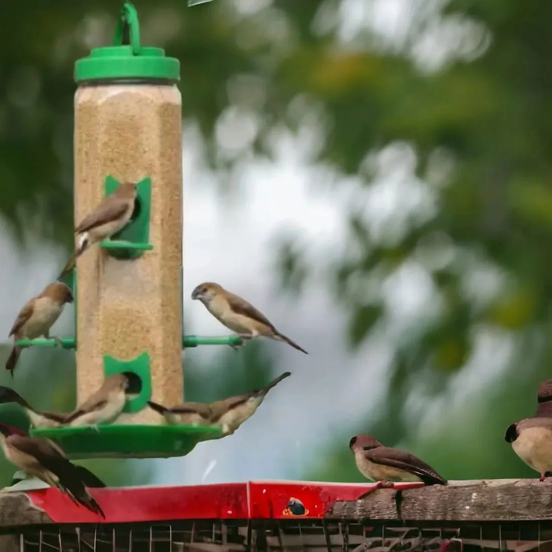The Better Bird feeder - Dreamzhub