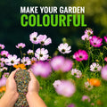 Pack Of Mix Flower Seeds