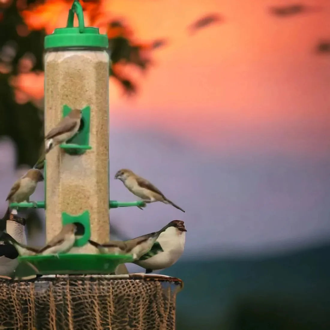 High-Quality Bird Feeders for Your Garden 