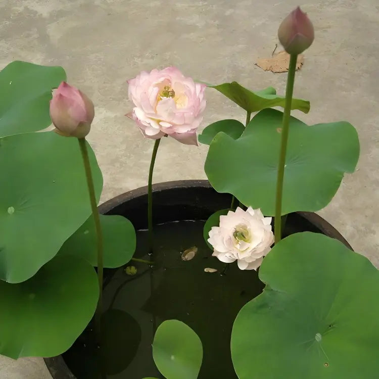 Hybrid Lotus Flower Seeds – Easy to Grow, Vibrant Blooms for Your Water Garden