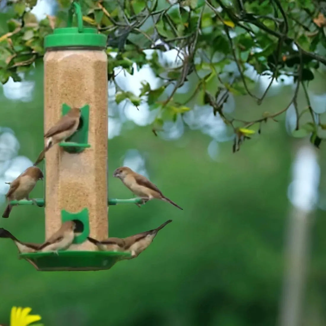 High-Quality Bird Feeders for Your Garden 