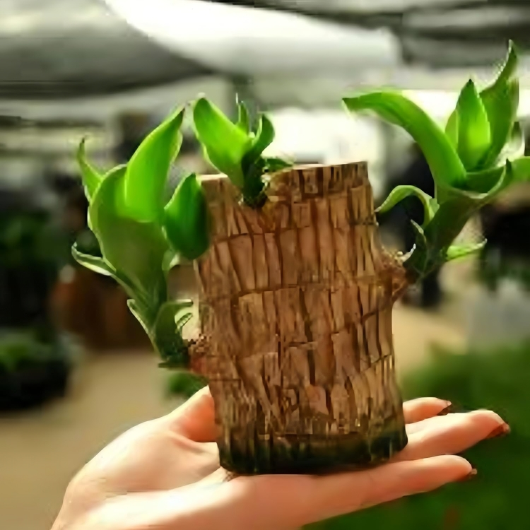 Brazilian wood plant