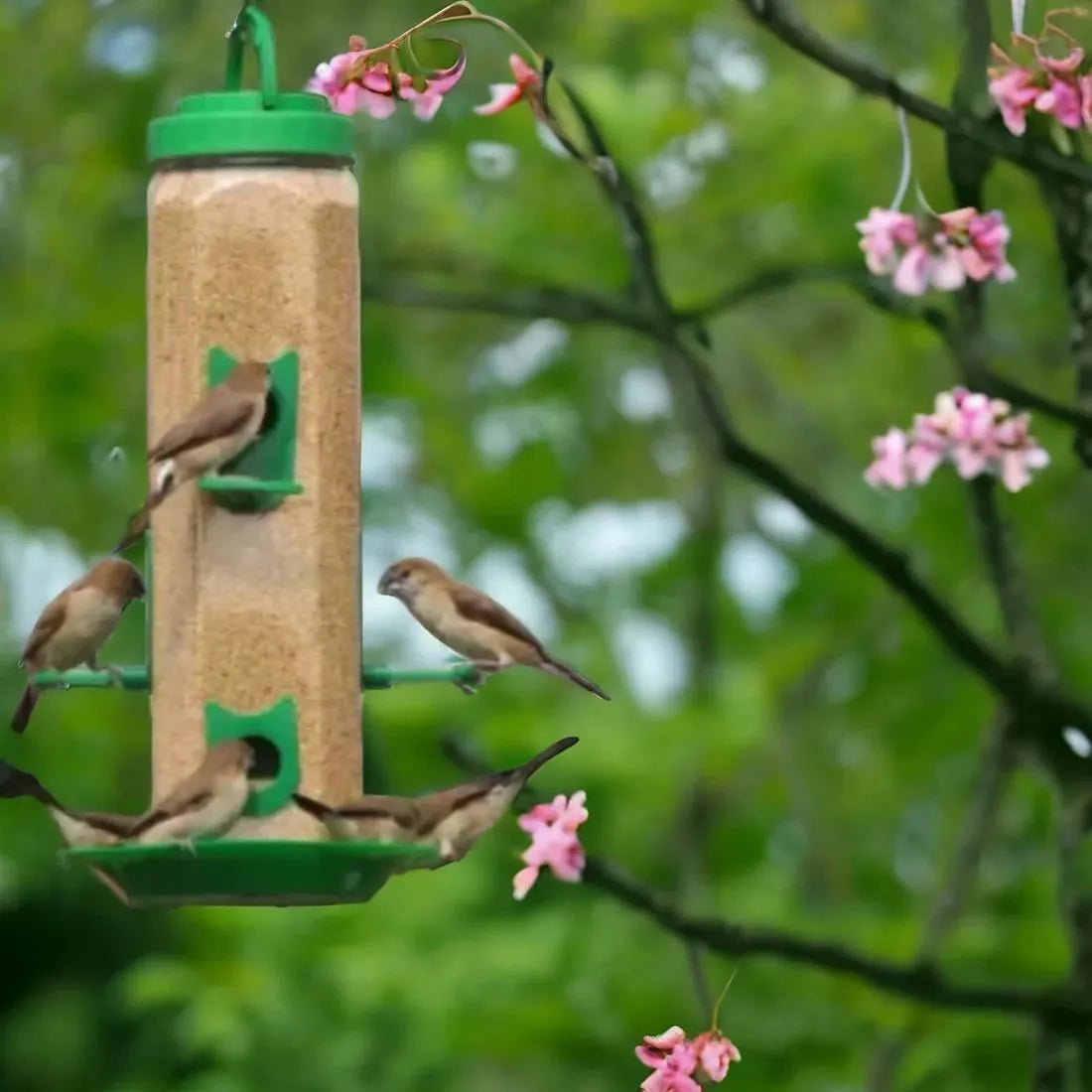 High-Quality Bird Feeders for Your Garden 