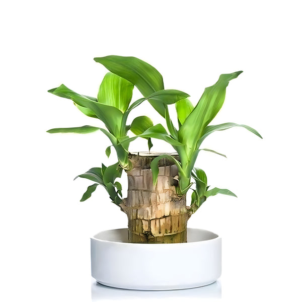 Brazilian wood plant