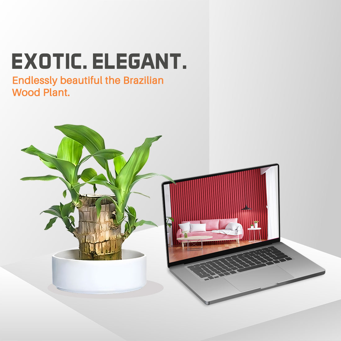 Brazilian wood plant