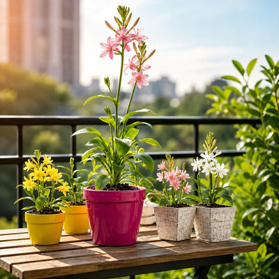Pack of 5 Tuberose Rajnigandha Scented Flower Bulb