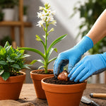 Rajnigandha Tuberose Flower Bulbs – Pack of 5