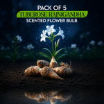 Pack of 5 Tuberose Rajnigandha Scented Flower Bulb