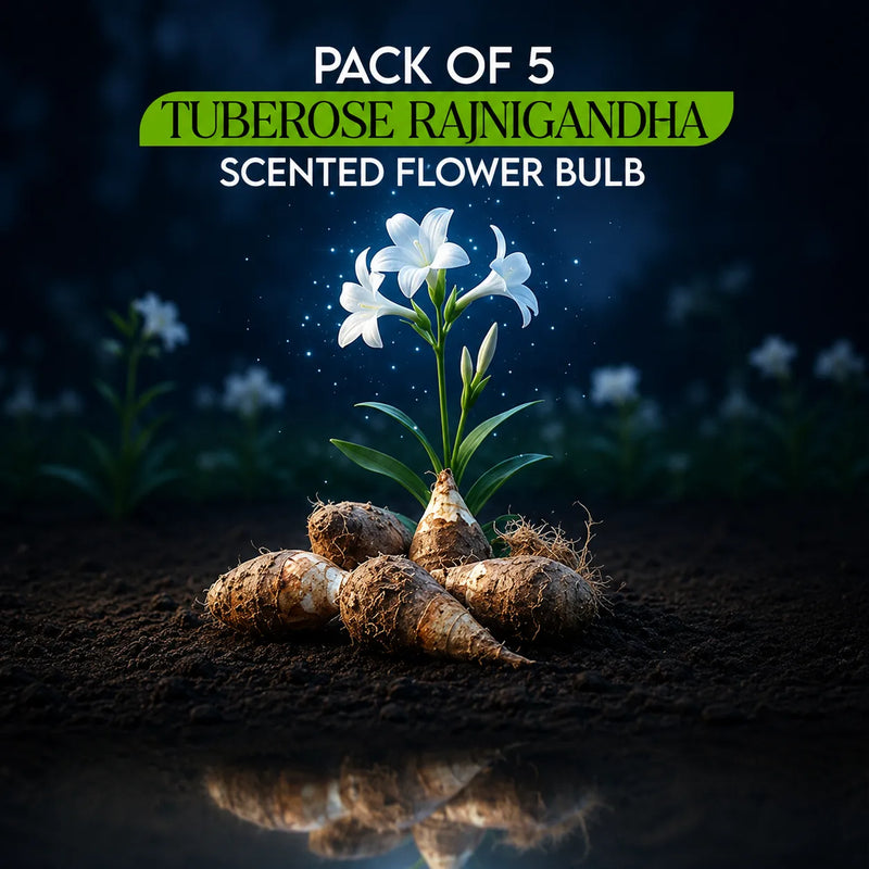 Pack of 5 Tuberose Rajnigandha Scented Flower Bulb