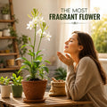 Rajnigandha Tuberose Flower Bulbs – Pack of 5