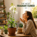 Rajnigandha Tuberose Flower Bulbs – Pack of 5