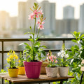 Pack of 5 Tuberose Rajnigandha Scented Flower Bulb