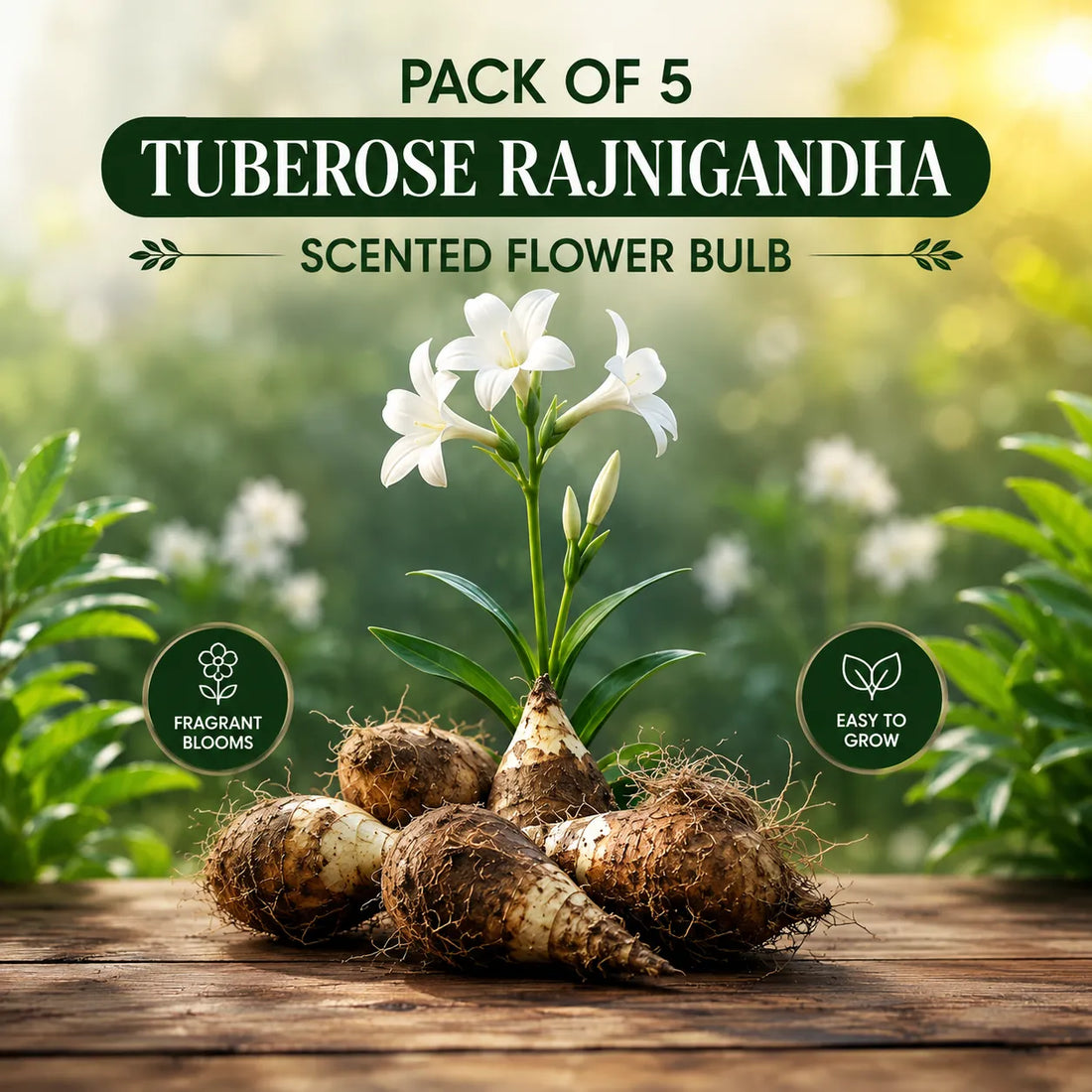 Rajnigandha Tuberose Flower Bulbs – Pack of 5
