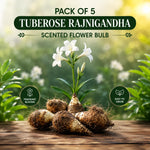 Rajnigandha Tuberose Flower Bulbs – Pack of 5