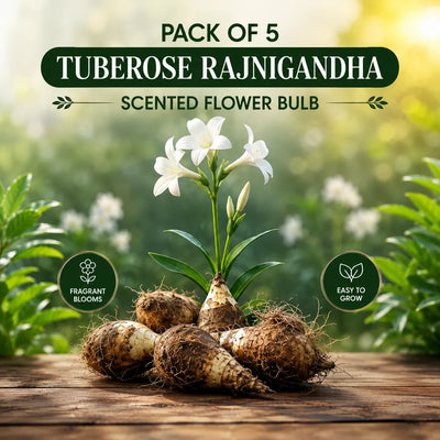 Pack of 5 Tuberose Rajnigandha Scented Flower Bulb