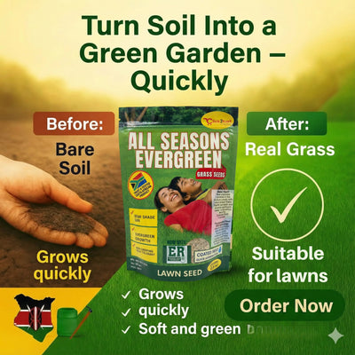 All Seasons Evergreen Grass Seeds | Fast Germination | Year - Round Beautiful Green Lawn - Dreamzhub