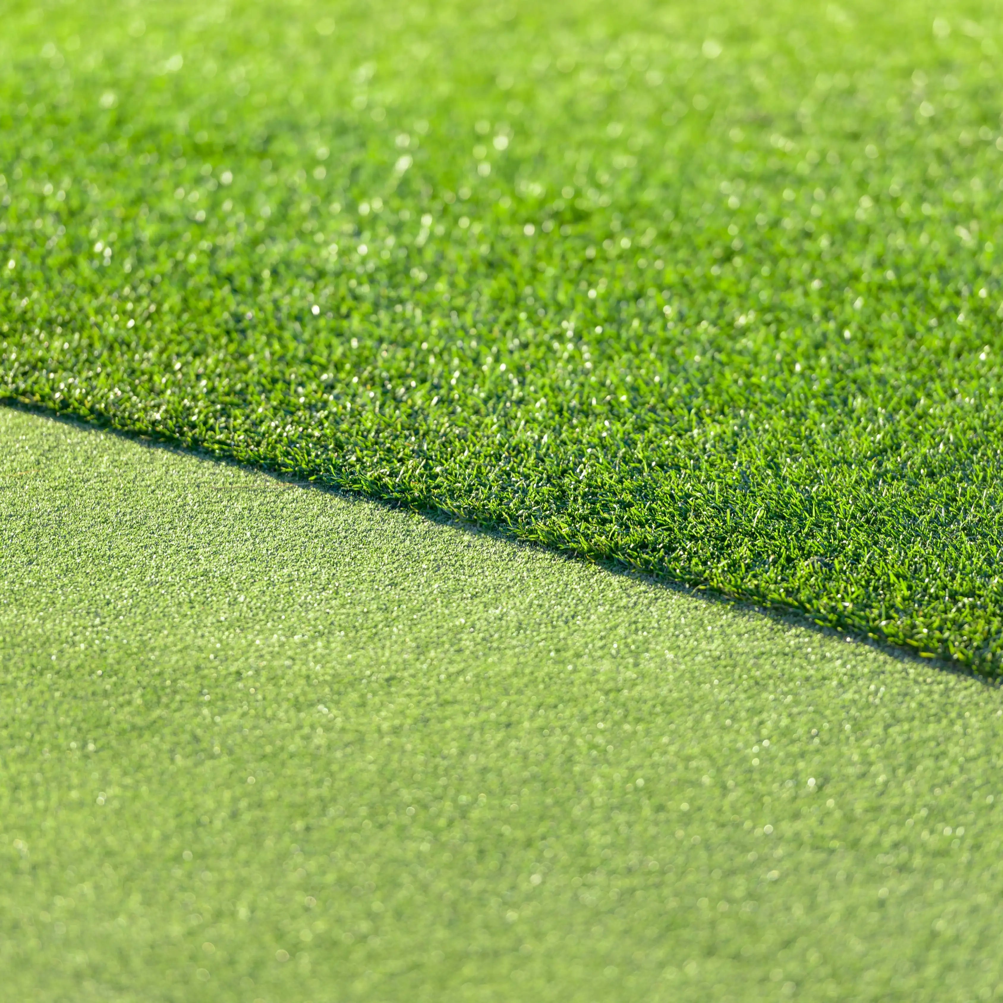 All Seasons Evergreen Grass Seeds | Fast Germination | Year - Round Beautiful Green Lawn - Dreamzhub