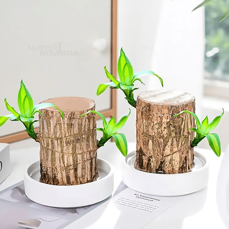 Brazilian wood plant - Dreamzhub