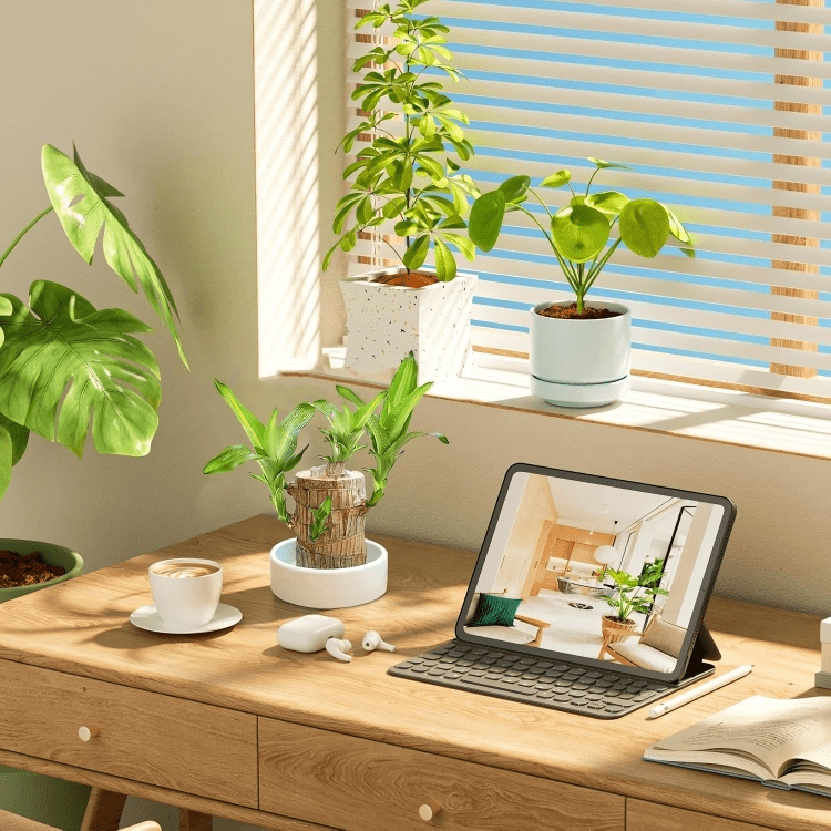 Brazilian wood plant - Dreamzhub