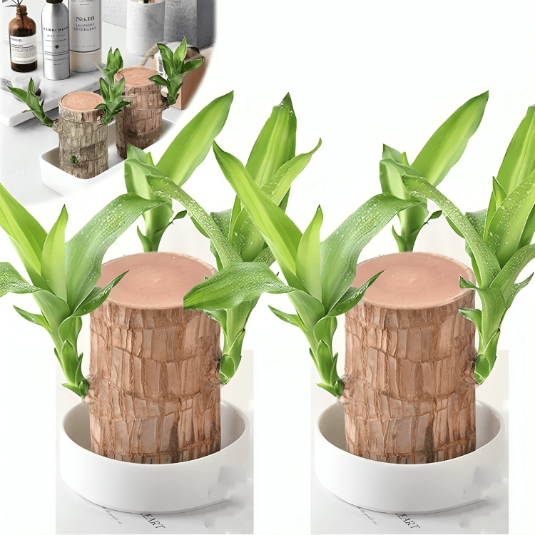 Brazilian wood plant - Dreamzhub