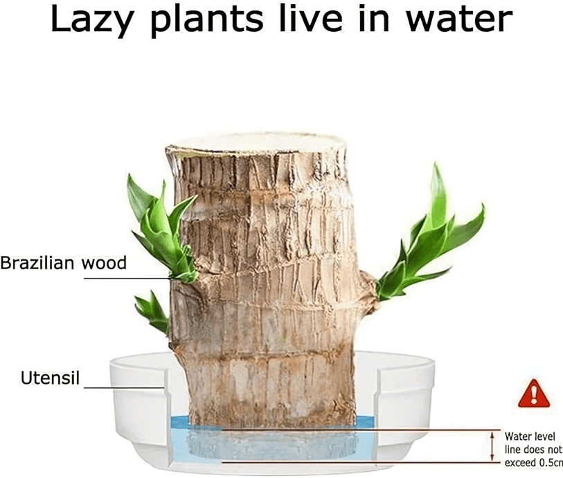 Brazilian wood plant - Dreamzhub