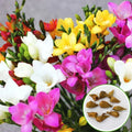 Pack of 10 Scented Multicolour Flower Bulb