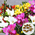 Pack of 10 Scented Multicolour Flower Bulb