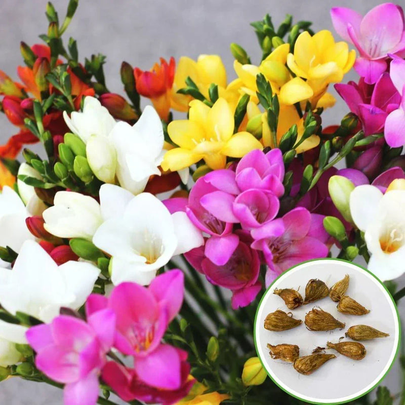 Pack of 10 Scented Multicolour Flower Bulb