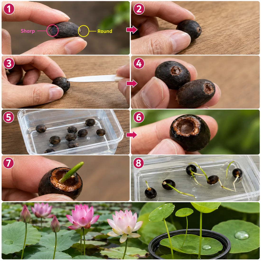 Premium Lotus Flower Seeds – Pack of 20