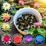 Premium Lotus Flower Seeds – Pack of 20