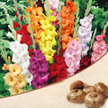 Pack of 10 Scented Multicolour Flower Bulb