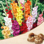 Pack of 10 Scented Multicolour Flower Bulb